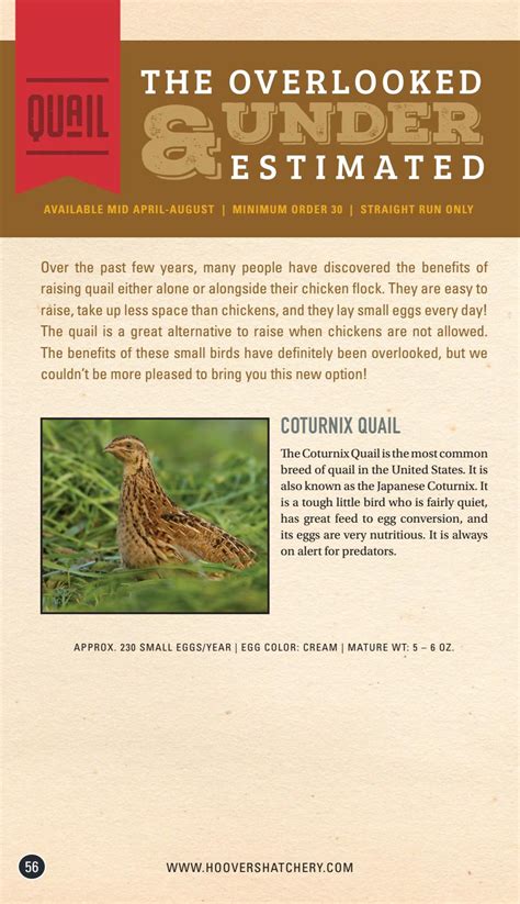 2018 Hoover's Hatchery Catalog & Reference Guide by Hoover's Hatchery - Issuu