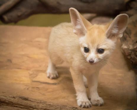 Fennec Fox Cub Stock Photo - Download Image Now - iStock