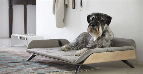 The Letto dayBed Is A Modern Dog Bed With Plenty Of Style