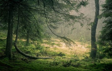 Ultimate Guide to Forest Photography - Tips and Tricks | Click and ...