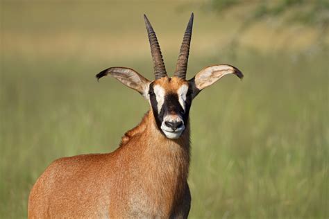 Roan Antelope – WAPA