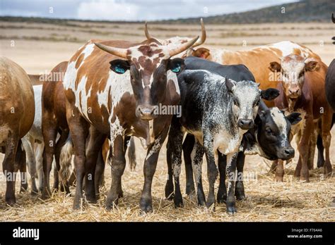 Nguni Cattle