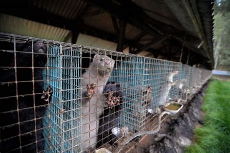 BC SPCA calls for moratorium of mink farming due to possible mutation ...