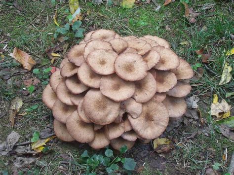 Wild Mushroom Identification Charts | Mushrooms growing wild in south ...