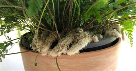 Rabbit Foot Fern Care: Growing The Davallia Fejeensis Fern | Rabbit ...