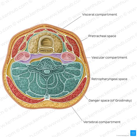 Cervical fascias: Superficial and deep fascial layers | Kenhub