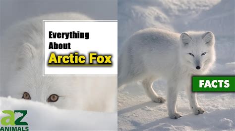 The Incredible Arctic Fox (Vulpes Lagopus) Complete Guide With Facts ...