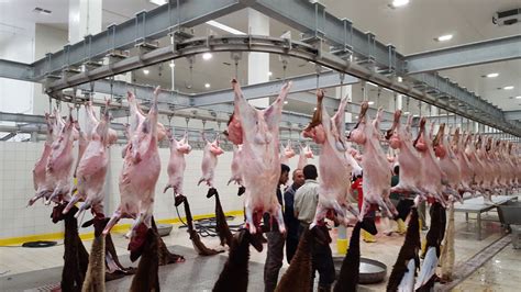 Abattoir et Installations de Transformation de Viande Rouge | Cantek Group