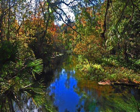 Fall at Kelly Park Photograph by Deborah Good - Fine Art America