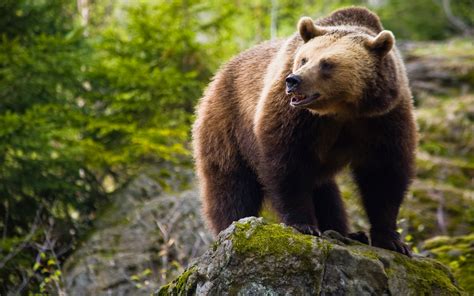 A quarter of Britons want to see wild bears brought back to UK woods