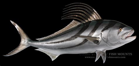 Roosterfish Fish Mount and Fish Replicas | Coast-to-Coast