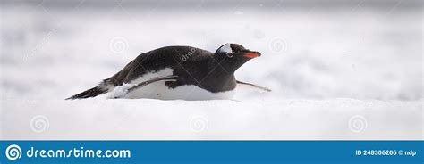 Panorama of Gentoo Penguin Sliding Over Snow Stock Photo - Image of ...