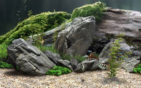 Fish Tank Aquarium Moss Rocks Stones Fish Underwater HD #nature #rocks #stones #fish #moss # ...