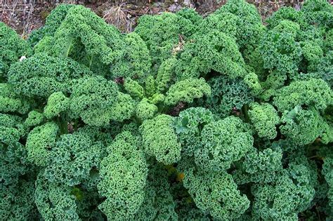 Kale Spacing: How Far Apart to Plant | Gardener's Path