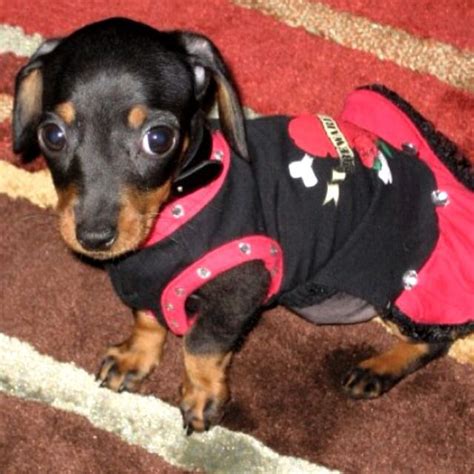 Teacup Dachshund | Teacup dachshund, Dog friends, Beautiful dogs