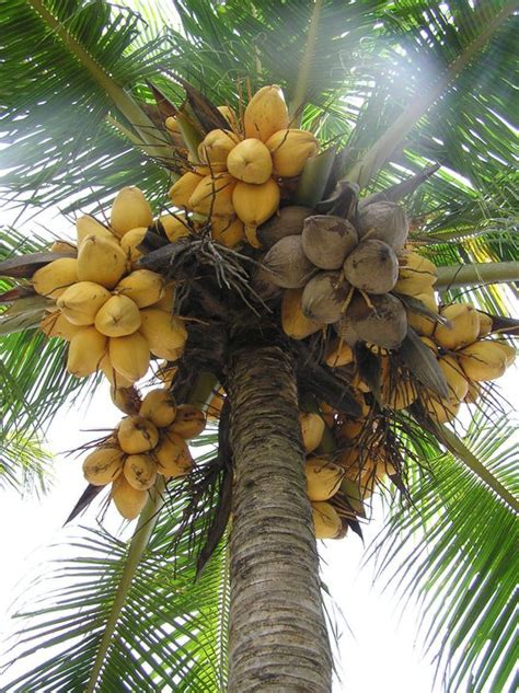 20 Coconut Varieties in India | Types of Coconut Trees • India Gardening