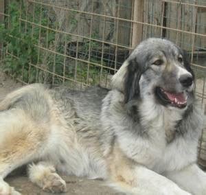 Carpathian Sheepdog (Carpathian Shepherd Dog Info, Temperament, Puppies ...