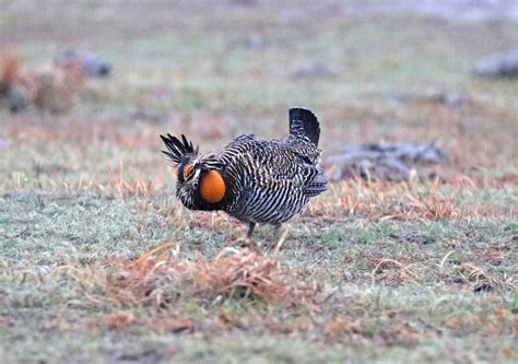 Greater Prairie-Chicken | Audubon Field Guide