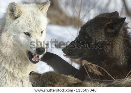 Wolf Pack Supremacy Fight Stock Photo 113509348 : Shutterstock