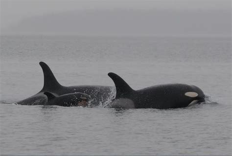 Orcas, Salmon and Rivers - A Life Giving Linkage - Endangered Species ...