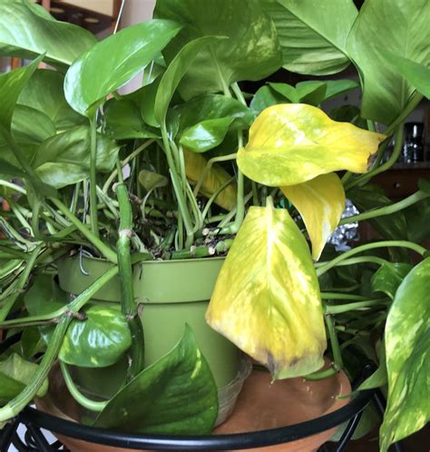 Yellow Pothos Leaf - Pothos Plant