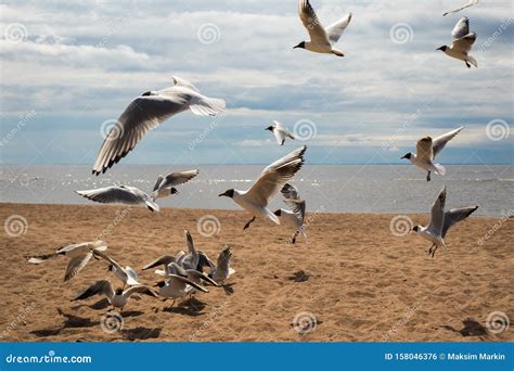 A Flock of Seagulls on the Beach Stock Photo - Image of wing, gulls ...