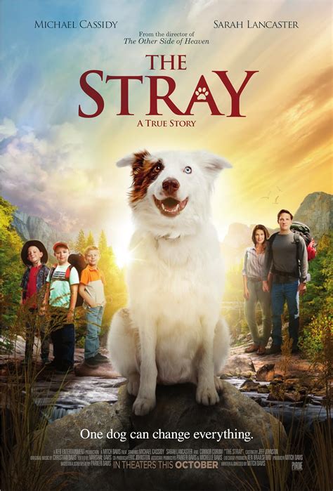 The Stray (2017) - IMDb