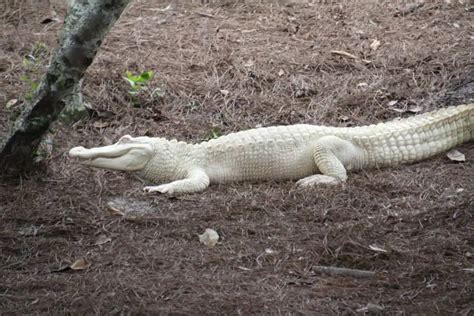 15 Albino Crocodile And Albino Alligator Facts - Leo Zoo