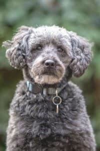 Top 5 Schnoodle Haircuts (Lots of Pics!) & Grooming Tips! - Doodle Doods