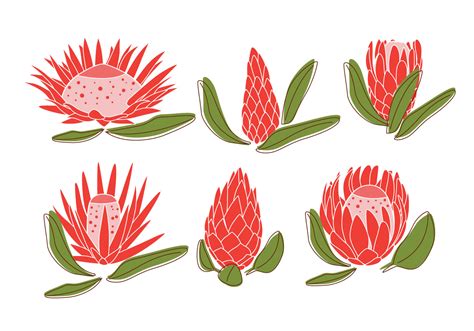 Protea Vectors 103583 Vector Art at Vecteezy