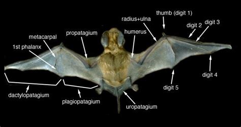 Bat, Wing anatomy, Bat wings