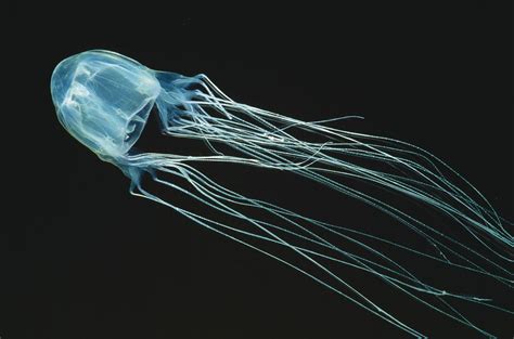 Box jellyfish | Size, Habitat, Venom, & Facts | Britannica