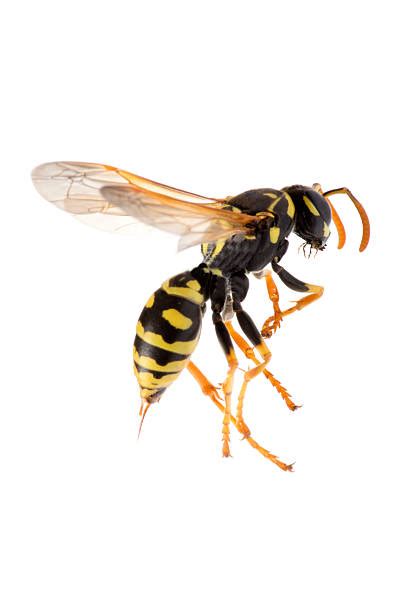 12,300+ Wasp Sting Stock Photos, Pictures & Royalty-Free Images - iStock