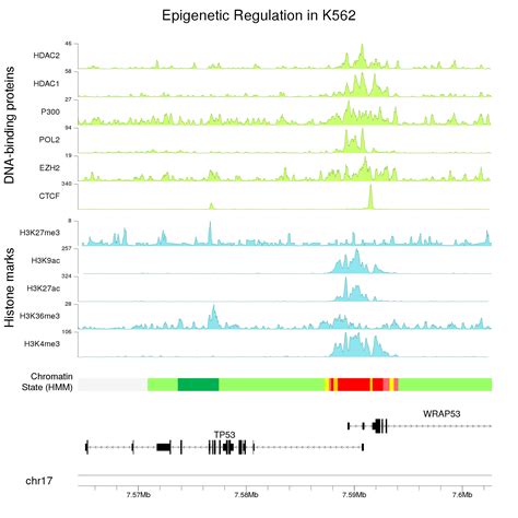 Image of example Epigenetic data from ENCODE