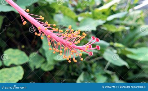 Androecium and Gynoecium of Hibiscus Flower with Green Background ...