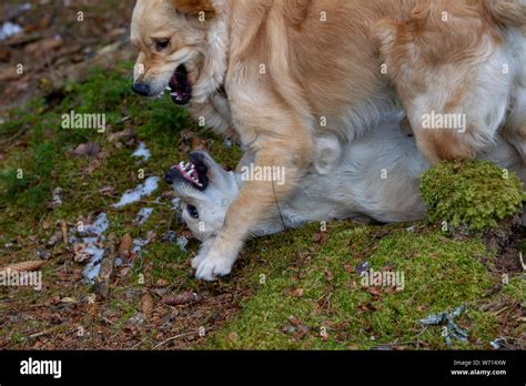 Golden retriever puppy playing Stock Photo - Alamy