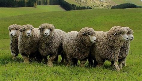 11 Best Sheep Breeds for Meat Production