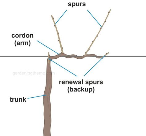 Pruning Grape Vines in Two Easy Steps | Gardeningtheme.com