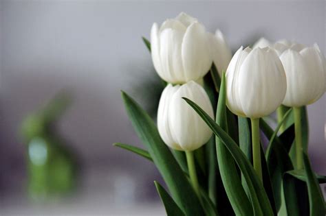 Tulips Flowers White - Free photo on Pixabay