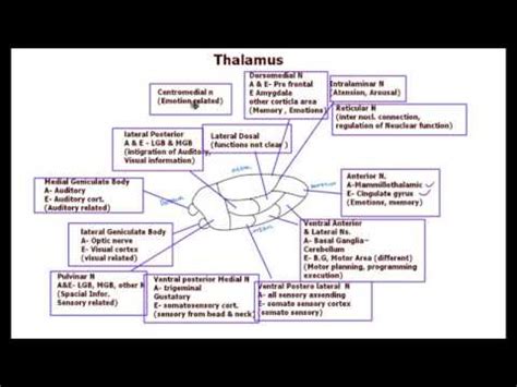 Thalamus / Nuclei/ functions - YouTube