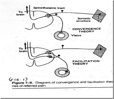 Pain & Nociception - Medatrio