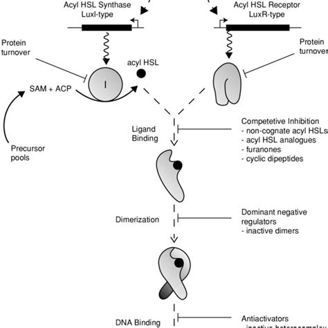 (PDF) Molecular Mechanisms of Quorum Sensing