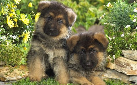 German Shepherd Puppies Dogs Wallpaper - Pictures Of Animals 2016