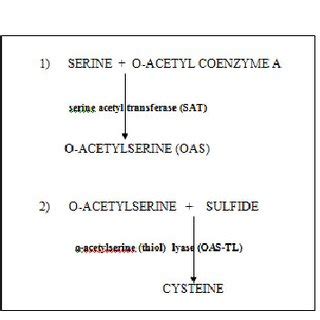 The two-step process of cysteine synthesis in plants. | Download ...