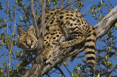 Serval - Stock Image - C009/2788 - Science Photo Library