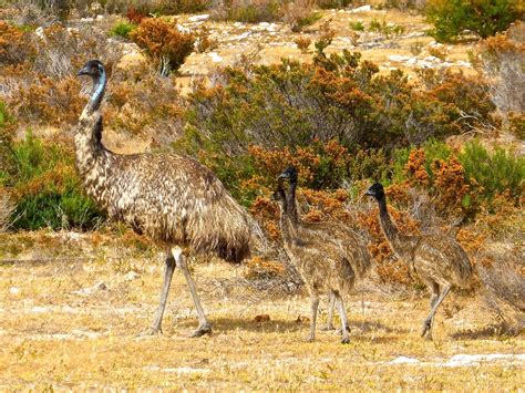 Free photo: Emus, Birds, Flightless, Australia - Free Image on Pixabay - 529977