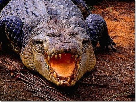 Deadly Crocodiles of the Nile River - Nature Documentary - YouTube