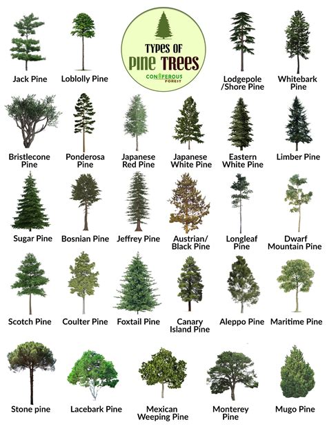 Pine Tree Facts, Types, Identification, Diseases, Pictures