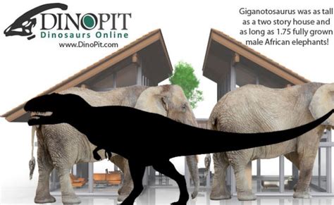 Just How Big Was Giganotosaurus? - DinoPit