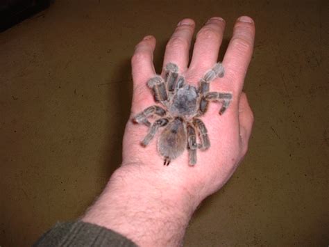 Chilean Rose Tarantula | Amazing Animals